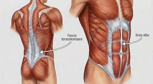Fascia toracolombare e linea alba