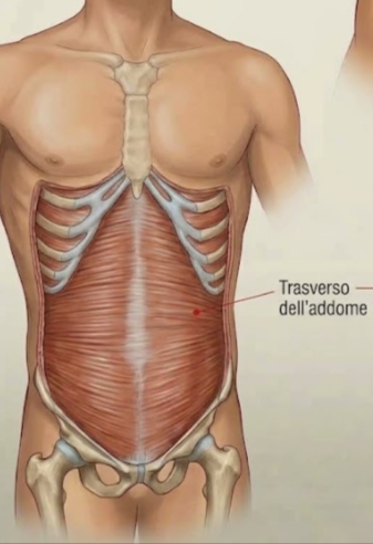 Muscoli profondi del core: trasverso dell'addome, multifido e quadrato dei lombi