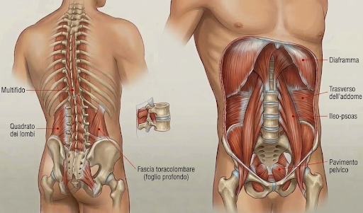 Cilindro profondo del core: diaframma, trasverso dell'addome, ileo-psoas e pavimento pelvico