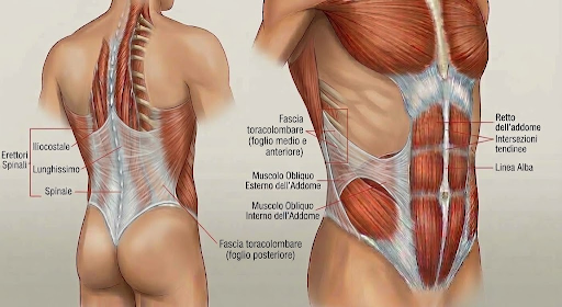 Muscoli superficiali del tronco ed erettori spinali